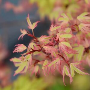 Acer Palmatum Butterfly - Dwarf Japanese Maples