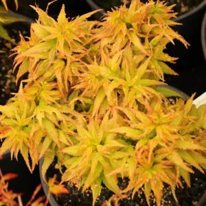 Acer Palmatum Golden Princess - Dwarf Japanese Maples