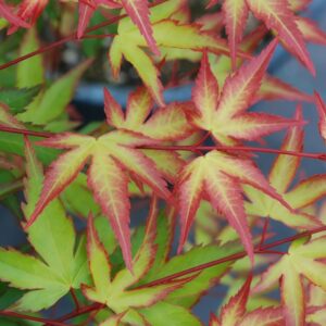 Acer Palmatum Kiyohime - Dwarf Japanese Maples