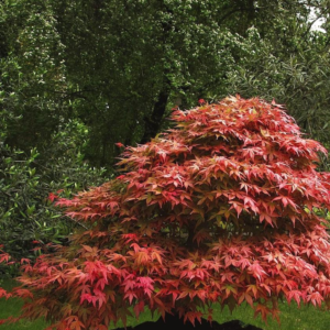 Acer Palmatum Mikawa Yatsubusa - Dwarf Japanese Maples