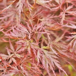 Acer Palmatum Red Dragon - Dwarf Japanese Maples