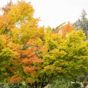 Acer Palmatum Sango Kaku - Dwarf Japanese Maples