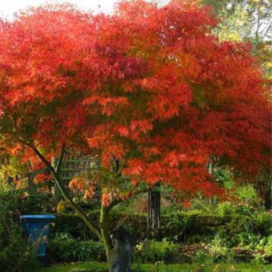 Acer Palmatum Seiryu - Dwarf Japanese Maples