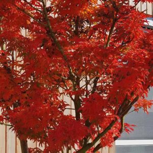 Acer Palmatum Shishigashira - Dwarf Japanese Maples