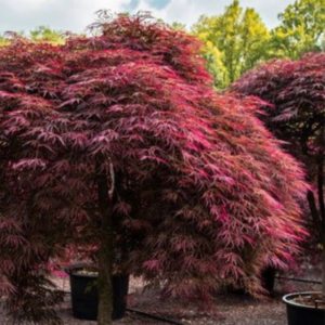 Acer Palmatum 'Tamukeyama - Dwarf Japanese Maples
