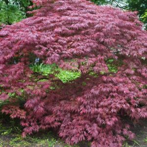 Acer Palmatum Crimson Queen - Dwarf Japanese Maples