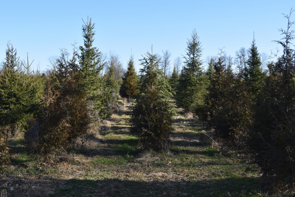 Christmas tree in farm