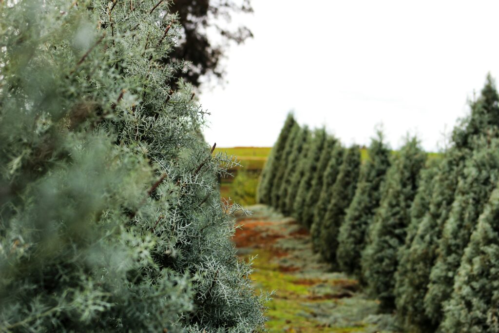 christmas tree farm photoshoot