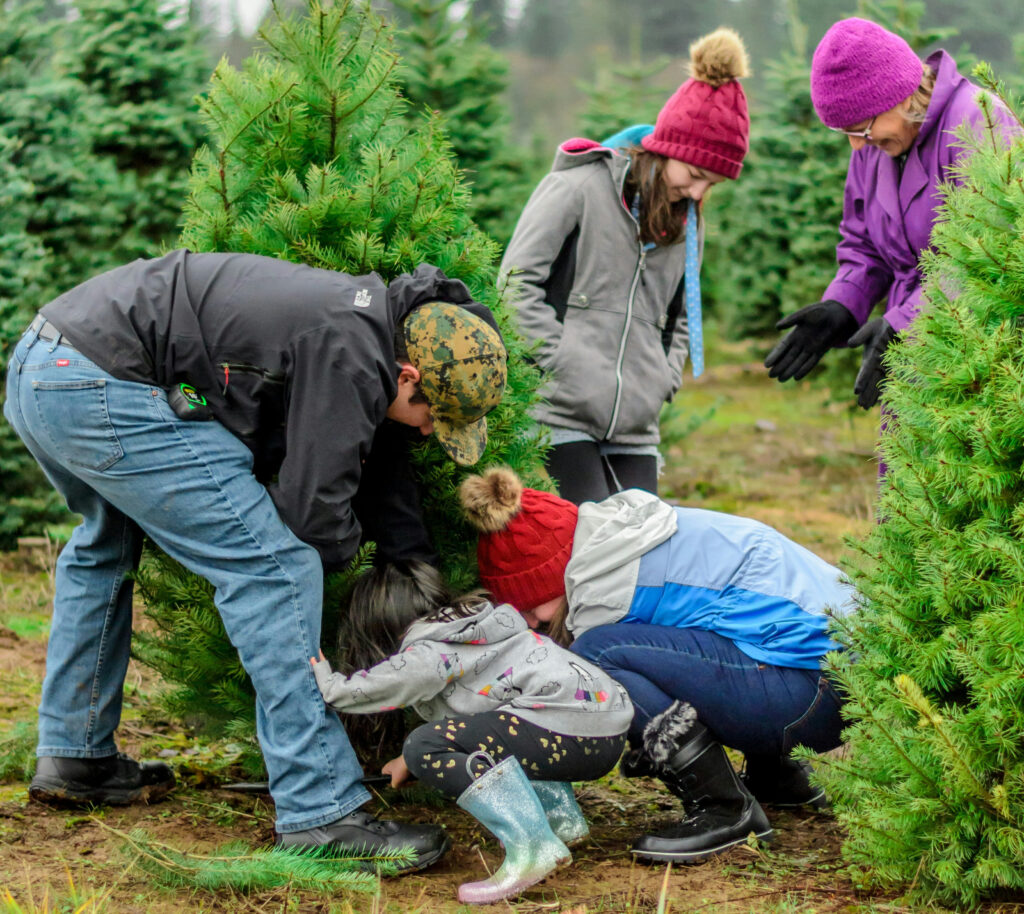 christmas tree farm photoshoot