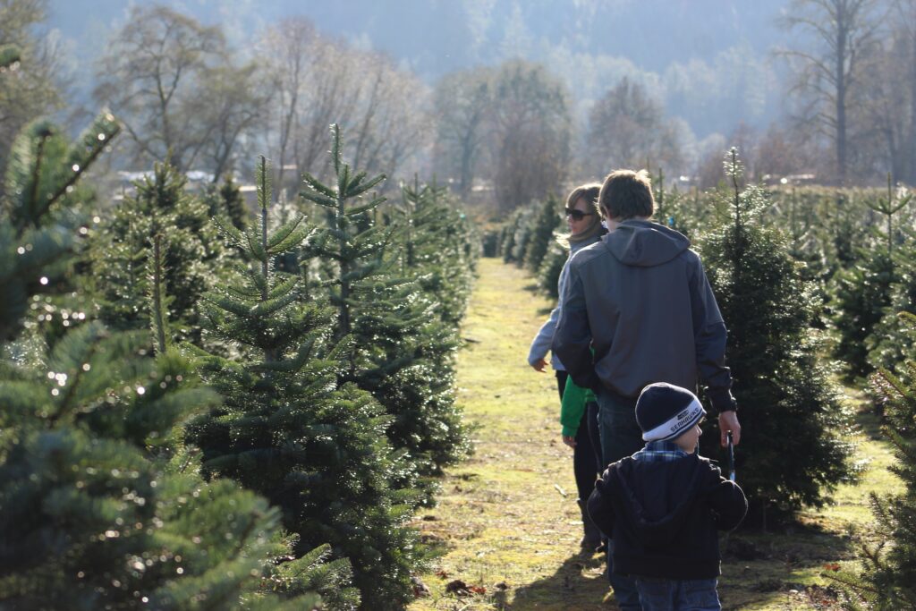 christmas tree farm photoshoot (4)
