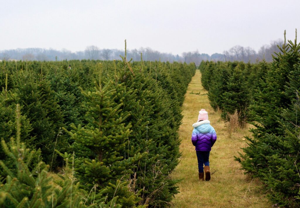 christmas tree farm photoshoot (5)
