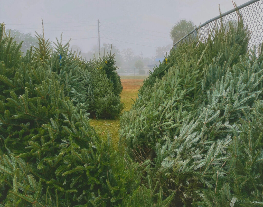 christmas tree farm photoshoot (7)